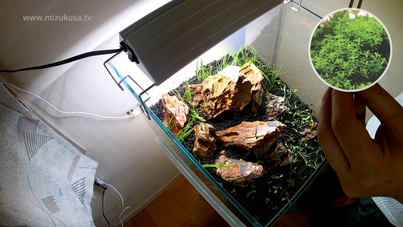 前景から中景にパールグラスを植栽　STEP5.水草の植栽